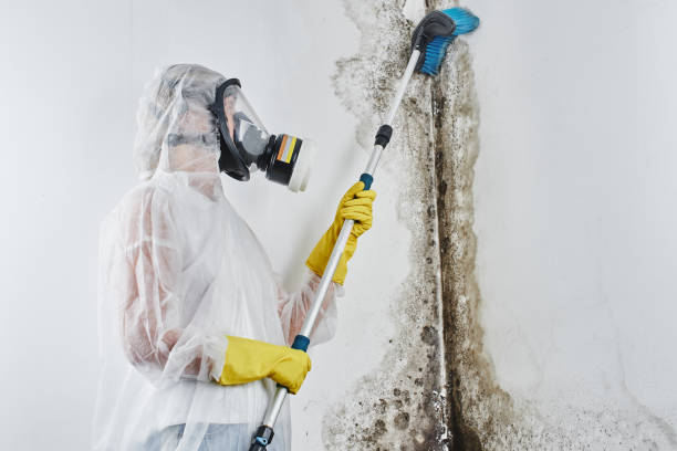 Best Industrial Mold Remediation in Fruit Hill, OH