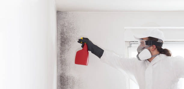 Best Attic Mold Remediation in Fruit Hill, OH
