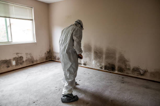 Best Post-Flood Mold Remediation in Fruit Hill, OH