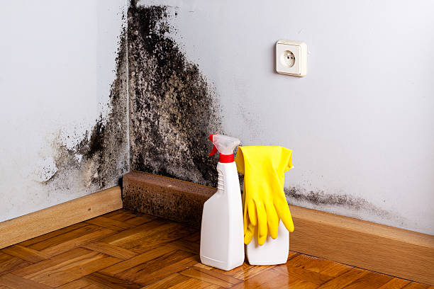 Best HVAC Mold Remediation in Fruit Hill, OH