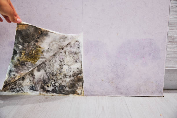 Best Kitchen Mold Remediation in Fruit Hill, OH